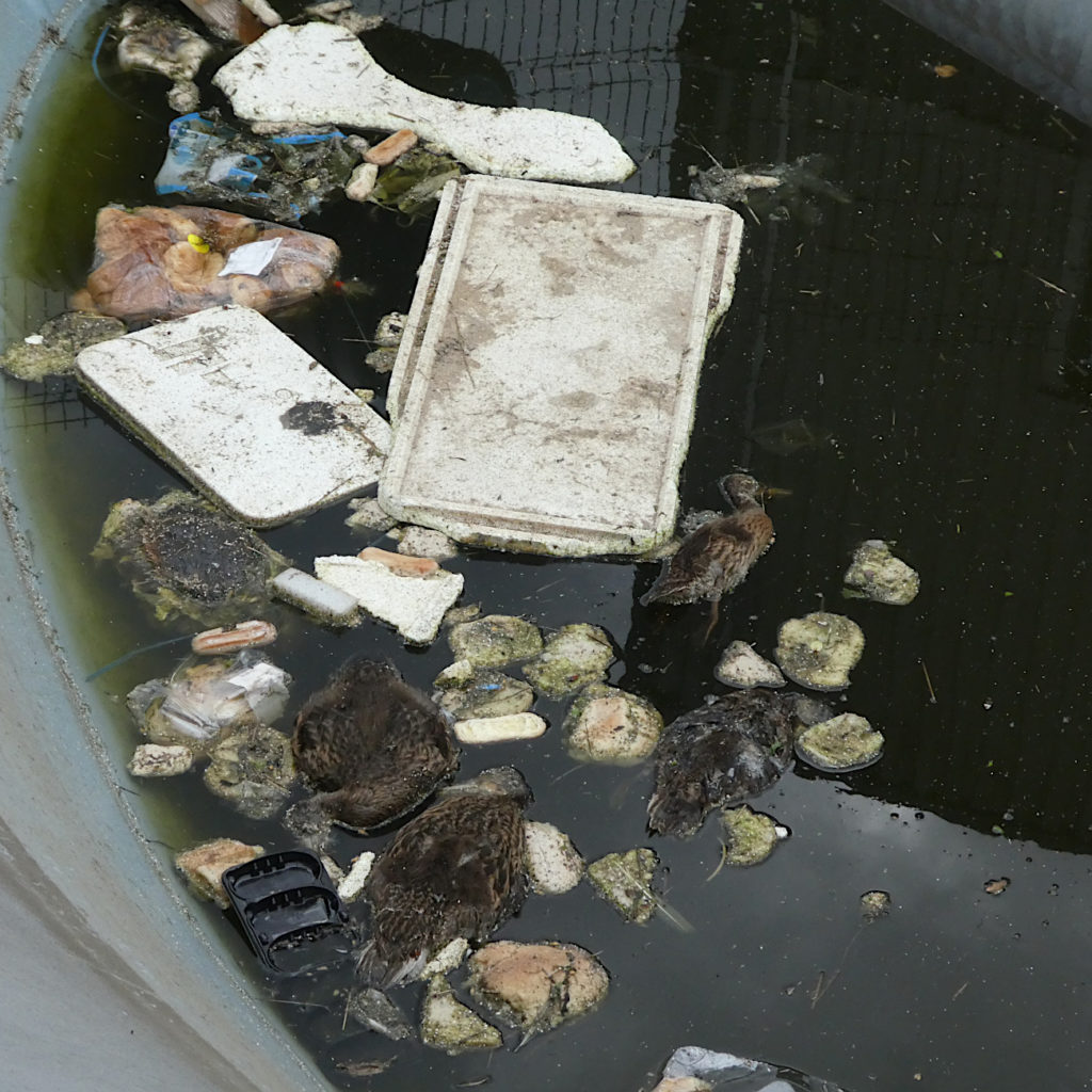 L’attribut alt de cette image est vide, son nom de fichier est P1290842-1024x1024.jpg.